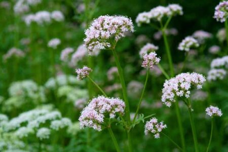 Herbal Remedies for Menstrual Symptoms Image